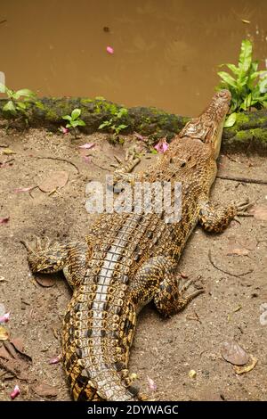 Juvenile Salzwasserkrokodile, auch bekannt als Mündungskrokodil oder Indo-Pazifik-Krokodil, Crocodylus porosus, auf einer kommerziellen Krokodilfarm in Darwin abgebildet Stockfoto