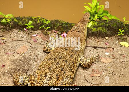 Juvenile Salzwasserkrokodile, auch bekannt als Mündungskrokodil oder Indo-Pazifik-Krokodil, Crocodylus porosus, auf einer kommerziellen Krokodilfarm in Darwin abgebildet Stockfoto