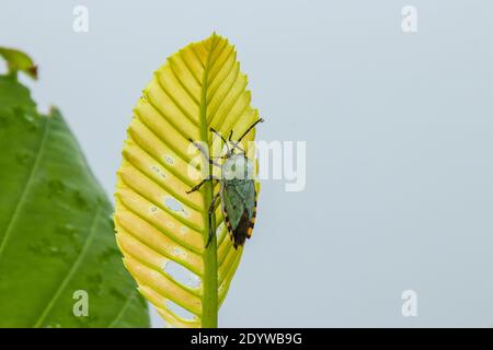 Ein Schildwanzen (Pycanum rubens) ist auf dem Blatt in Pulau Ubin Island Singapur. Es ist eine Art von riesigen Stinkwanze in der Familie Tessaratomidae. Stockfoto