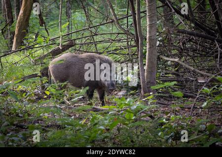 Wildschwein (Sus scrofa) in Huai Kha Khaeng Wildlife Sanctuary, Thailand. Stockfoto