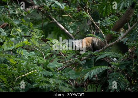 Die grau-bellied Eichhörnchen (Callosciurus caniceps) ist eine Nagetierart aus der Familie Sciuridae. Wie der Name vorgeschlagen, sein Bauch ist in der Regel grau, Stockfoto