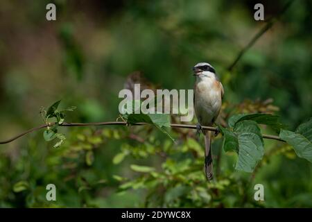 Der Graurückenwürger (Lanius tephronotus) ist ein Vogel der Familie Laniidae, die Südostasien bewohnt. Stockfoto