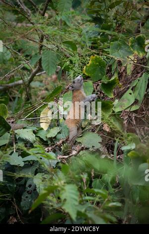 Die grau-bellied Eichhörnchen (Callosciurus caniceps) ist eine Nagetierart aus der Familie Sciuridae. Wie der Name vorgeschlagen, sein Bauch ist in der Regel grau, Stockfoto