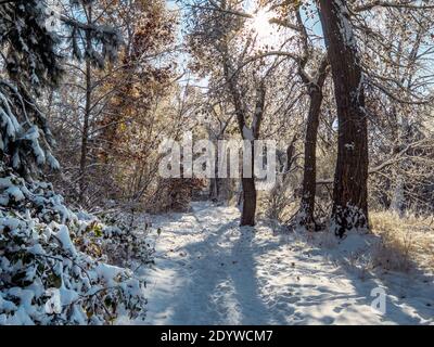 Frischer Schnee bedeckt die Bäume und Pfad entlang des Bethine Church River Trail in Boise, Idaho, USA Stockfoto