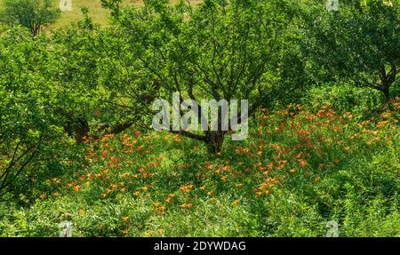 Apfelgarten auf dem Landgut Naumkeag, in Stockbridge, MA, USA. Wiese mit blühenden orangen Taglilien und verstreuten Obstbäumen. Stockfoto