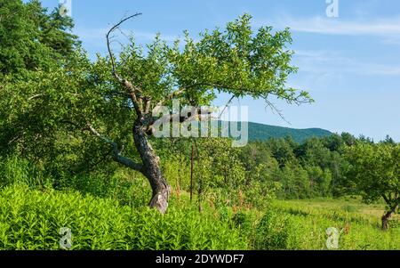 Apfelgarten auf dem Landgut Naumkeag, in Stockbridge, MA, USA. Pastorale Wiese mit verstreuten Obstbäumen. Stockfoto