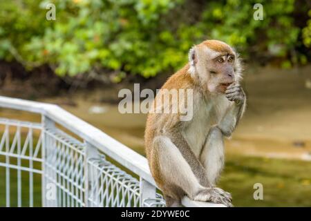 Der krabbenfressende Makak (Macaca fascicularis) auf der Insel Pulau Ubin in Singapur. Ein Primat aus Südostasien Stockfoto