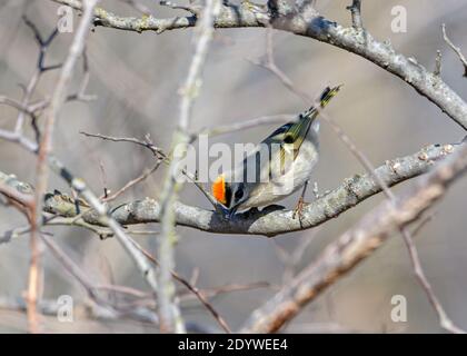 Goldengekröntes Königssoss - Regulus satrapa - mit Orange aufgeflüftet Krone Stockfoto