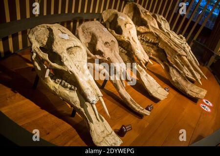 Das Fossil von Platybelodon (flacher Speer-Stoßzahn) im Shanghai Natural History Museum China. Eine Gattung von großen pflanzenfressenden Säugetieren, die mit dem Elefanten verwandt sind. Stockfoto