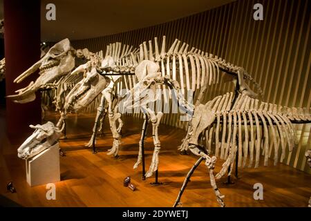 Das Fossil der prähistorischen Tier in Shanghai Natural History Museum China. Chilotherium wimani, Platybelodon grangeri, Kubanochoerus Stockfoto