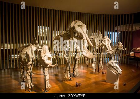 Das Fossil der prähistorischen Tier in Shanghai Natural History Museum China. Chilotherium wimani, Platybelodon grangeri, Kubanochoerus Stockfoto