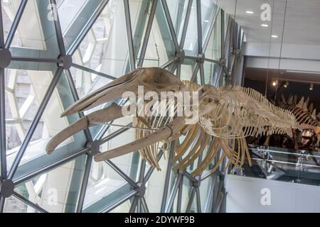 Das Skelett des Wals im Shanghai Natural History Museum China. Links ist Brydes Wal. Das Recht ist Common Bottlenose Delfin. Stockfoto