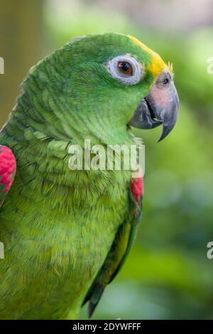 Der gelb-gekrönte amazonas (Amazona ochrocephala) ist eine Papageienart, die im tropischen Südamerika beheimatet ist. Sie sind normalerweise paarweise zu finden Stockfoto