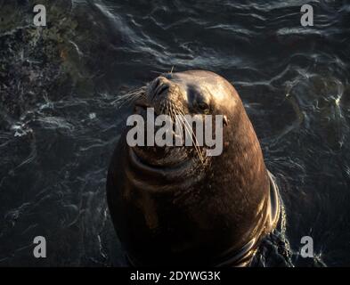 Südamerikanischer Seelöwe wartet im Hafen auf Nahrung Von Antofagasta im Norden Chiles Stockfoto