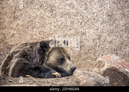 Nordamerikanischer Grizzlybär, der auf einem Felsen ruht Stockfoto