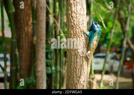 Blaues Chamäleon auf dem Baum fangen die Größe von Insekten Als Nahrung zu essen ist die Fülle der natürlichen Ökosysteme Stockfoto