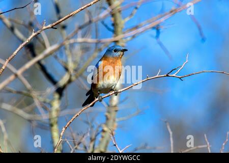 eastern Bluebird - Sialia sialis - thront auf einem Zweig Stockfoto