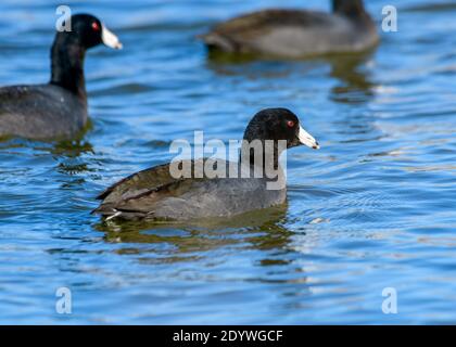 Amerikanische Coot-fulica Americana - oder Schlamm Henne schwimmen in einem See. Vollständiges Profil mit detaillierten Federn und lebendige, rote Augen Stockfoto