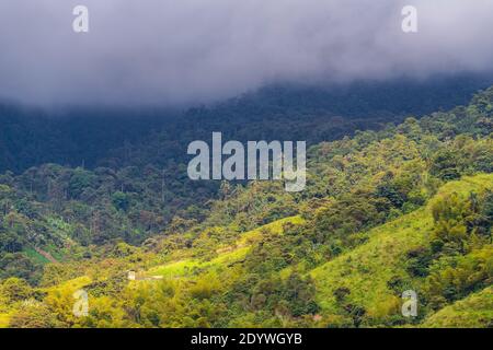 Landwirtschaftsfeld beleuchtet in der Sonne mit dem Nebelwald im Hintergrund, nordwestlich von Quito, Mindo, Ecuador. Stockfoto