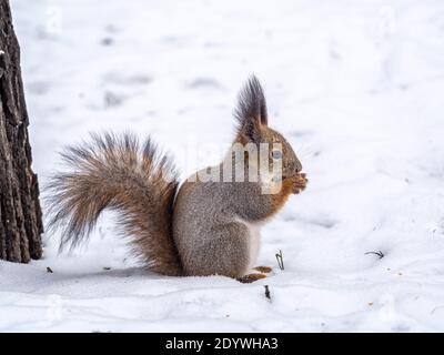 Das Eichhörnchen mit Nuss lustig sitzt auf seinen Hinterbeinen auf dem reinweißen Schnee im Winter. Eurasisches Rothörnchen, Sciurus vulgaris. Hintergrund des Kopierbereichs Stockfoto