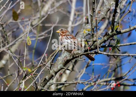 Fuchssparrow - Passerella iliaca - auf einem Ast thront Stockfoto