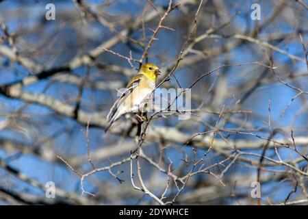 American Goldfinch - Spinus tristis - auf einem kleinen Zweig, essen Samen Stockfoto