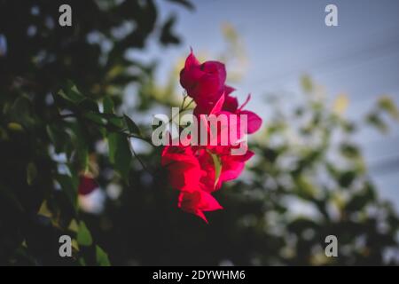 Rote Blume ist auf Baum im Garten Natur Hintergrund Stockfoto