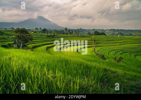 Bali Jatiluwih Reisterrasse Bali UNESCO Welterbe Stockfoto