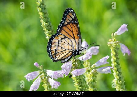 Monarch Schmetterling im Lee County Conservation Area in Montrose, Iowa Stockfoto