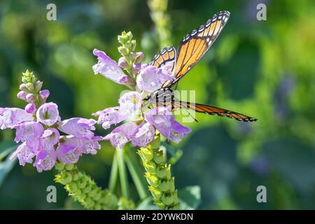 Monarch Schmetterling im Lee County Conservation Area in Montrose, Iowa Stockfoto