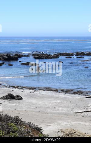 Zwei männliche Elefantenrobben kämpfen in einer flachen Lagune. Stockfoto