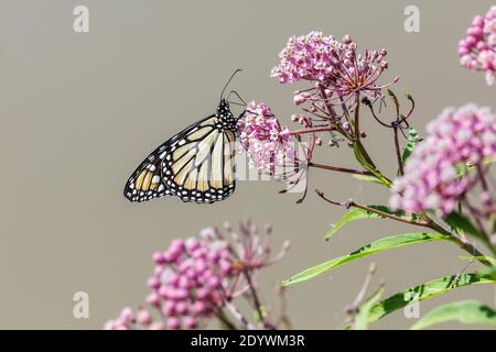 Monarch Schmetterling im Lee County Conservation Area in Montrose, Iowa Stockfoto