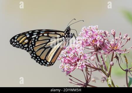 Monarch Schmetterling im Lee County Conservation Area in Montrose, Iowa Stockfoto