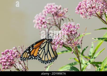 Monarch Schmetterling im Lee County Conservation Area in Montrose, Iowa Stockfoto