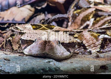 Die Gabun-Viper (Bitis gabonica) ist eine Viper-Art, die in den Regenwäldern und Savannen des subsaharischen Afrikas vorkommt. Wie alle Ottern ist es giftig. Stockfoto