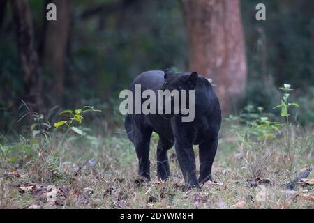 A Black Panther - Nagarhole National Park, Indien Stockfoto