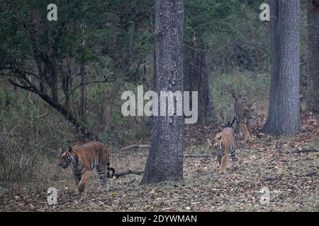 Eine Tigerin führt ihre Jungen durch den Dschungel - Nagarhole National Park, Indien Stockfoto