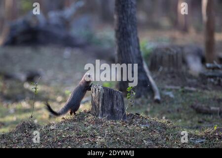 Ruddy Mongoose - Nagarhole National Park, Indien Stockfoto