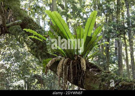 Vogelnest Fern wächst im australischen Regenwald Stockfoto