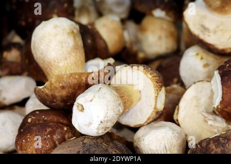 Weiße Pilze auf dem Markt, selektiver Fokus. Rohe Steinpilzen aus der Nähe Stockfoto