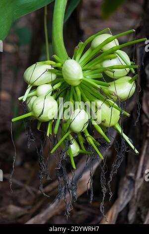 Sumpf-Lilie (Crinum pedunculatum) reifende Früchte. Fotografiert Cow Bay, Daintree National Park Stockfoto