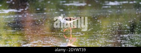 Schwarzflügelige Stit Fütterung auf Augenhöhe in natürlichen Teich. Stockfoto