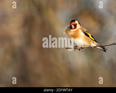 Ein farbenfroher Goldfink (Carduelis carduelis) Oxfordshire Stockfoto