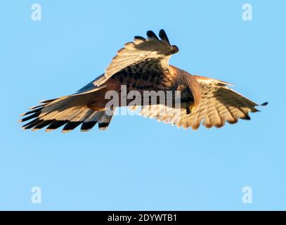 Ein männlicher Kestrel (Falco tinnunculus), der über der Beute, Gloucestershire, schwebt Stockfoto