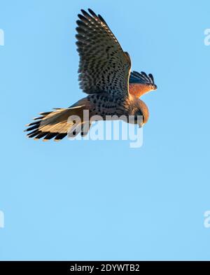 Ein männlicher Kestrel (Falco tinnunculus), der über der Beute, Gloucestershire, schwebt Stockfoto