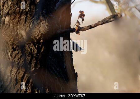 Silhouette eines Kleides an einem Baum Stockfoto