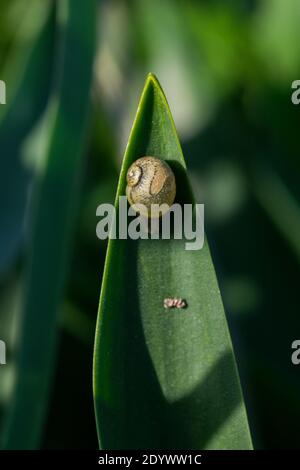 Vertikale Aufnahme einer runden Landschnecke auf der Spitze Eines großen Blattes Stockfoto