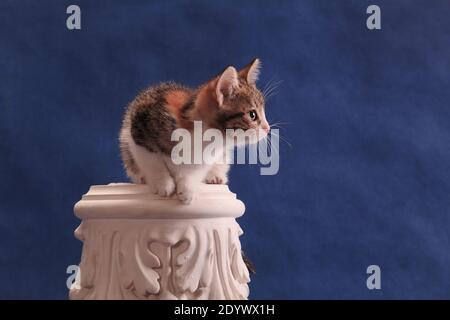 Gefleckte Kätzchen sitzen in original ungewöhnlichen Ort, auf Alabaster Hauptstadt, auf blauem Hintergrund im Studio drinnen Stockfoto