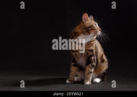 Grau-rot gestromt getupft Kurilian Bobtail Katze sitzt auf einem grauen Hintergrund drinnen im Studio Stockfoto