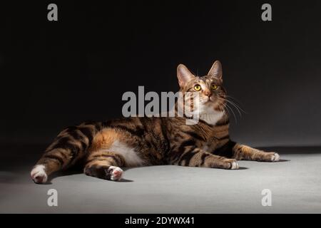 Grau-rot gestromt gefleckte Kurilian Bobtail Katze auf einem grauen Hintergrund drinnen im Studio Stockfoto